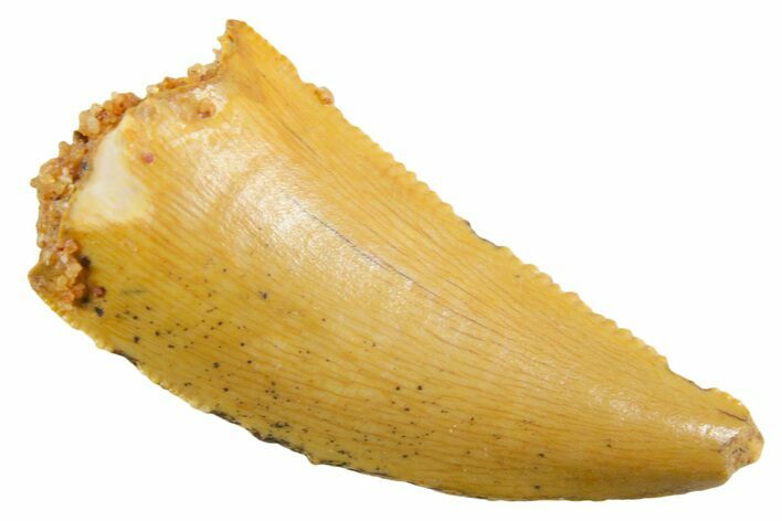 Serrated Raptor Tooth - Real Dinosaur Tooth #355541